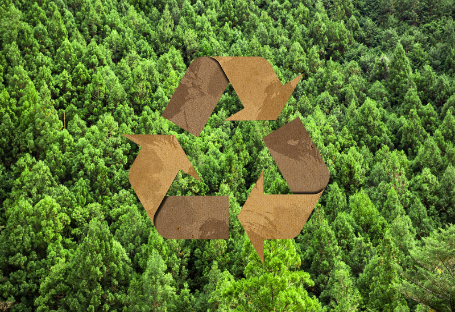 Tek Kullanımlık İkram Malzemeleri Tedariği için FSC & EUDR & PEFC Kılavuzu